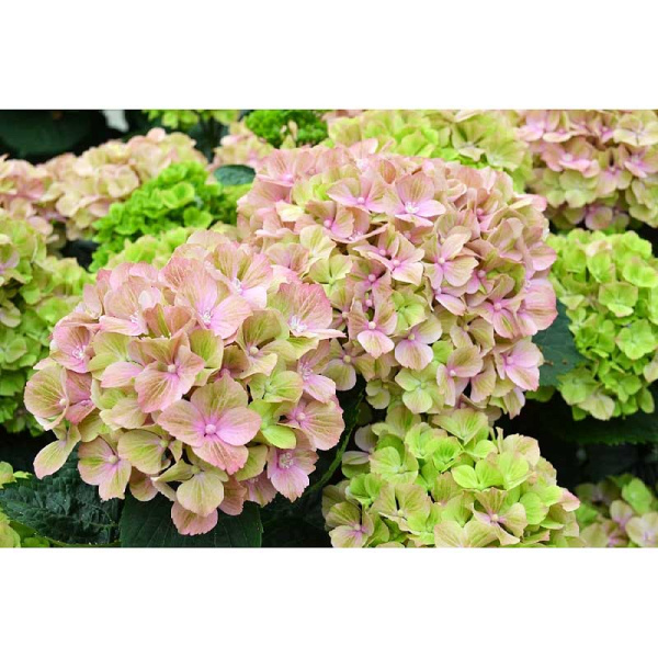 5479 Гортензия Крупнолистовая Рембрандт Белла Пеше P12 ,шт