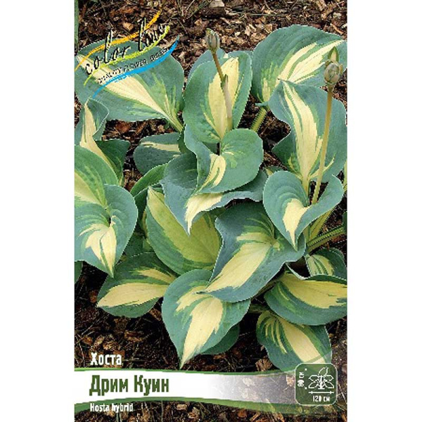 Хоста Дрим Куин 1 n 1 шт