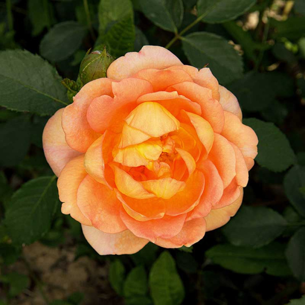 Роза шраб Леди Эмма Гамильтон (Английская) Садовит