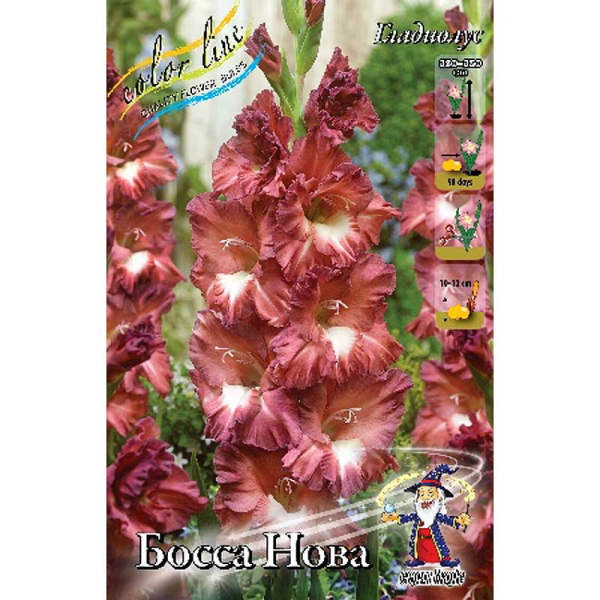 Гладиолус Боссанова 10/12 8 шт