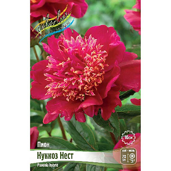Пион Куккоз Нест 2/3 n 1 шт
