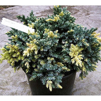 Можжевельник Чешуйчатый Флориант P9 10-15