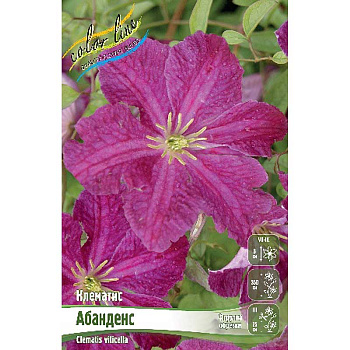 Клематис Абанденс I 2 шт