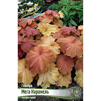 Гейхера Мега Карамель I 1 шт