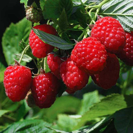 Малина Тула Мэджик Садовита