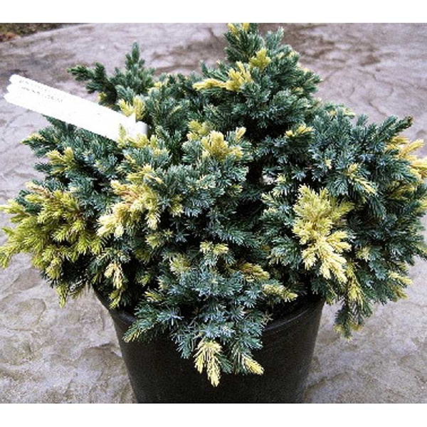 Можжевельник Чешуйчатый Флориант P9 10-15