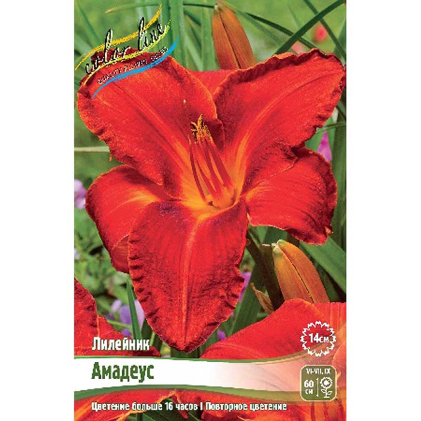 Лилейник Амадеус I 1 шт