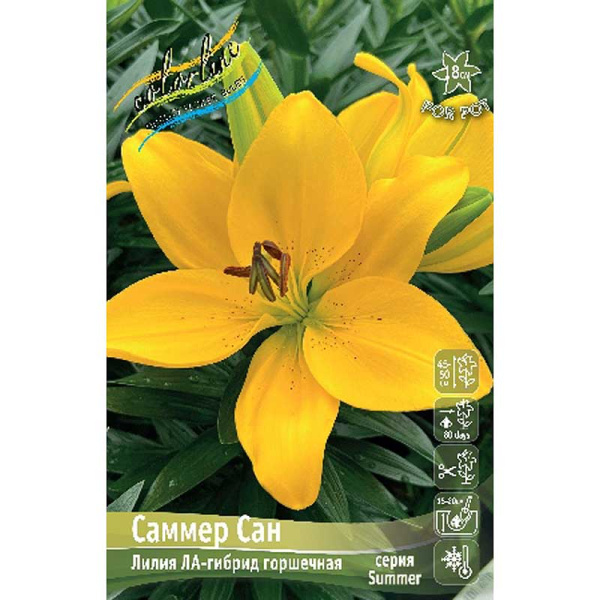 Лилия Саммер Сан 10/12 25 шт Биг-Пак 408 