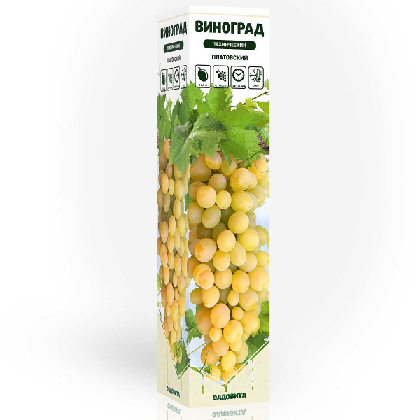 Виноград Платовский технический (оч. ран) Садовита