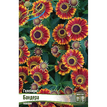 Гелениум Бандера I 1 шт