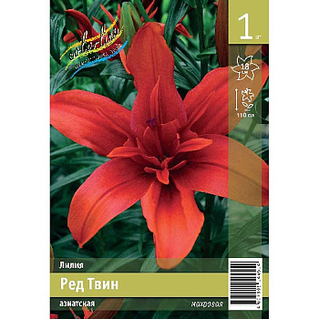 Лилия Ред Твин 12/14 1 Эконом шт 