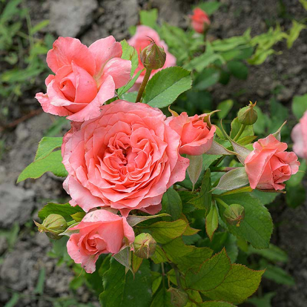 Роза флорибунда Корал Желе Садовита