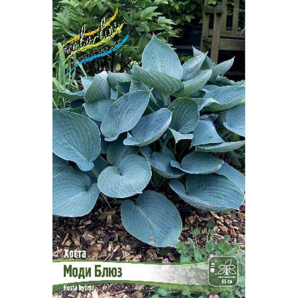 Хоста Моди Блюз 1 n 25 шт Биг-Пак 9730