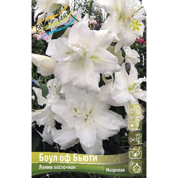 Лилия Боул Оф Бьюти 12/14 5 шт