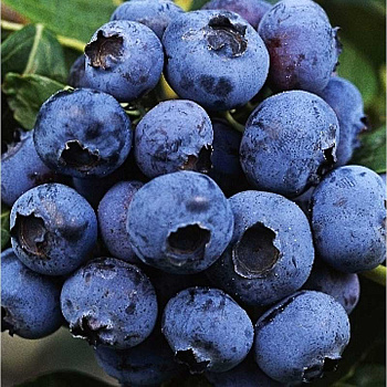 Голубика Дюк P9