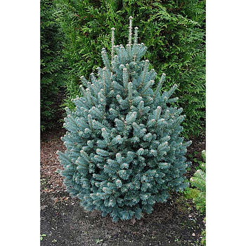 Пихта Шершавоплодная Компакта C1.5