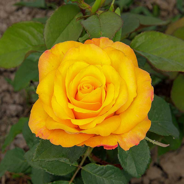 Роза спрей Тайфун Садовита