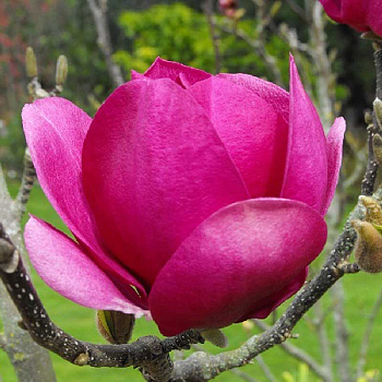 Магнолия Клеопатра C2 шт