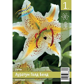 Лилия Аур. Голд Бенд 12/14 1 Эконом шт 