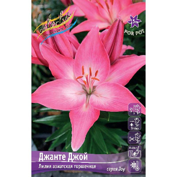 Лилия Джанте Джой 11/12 7 шт 