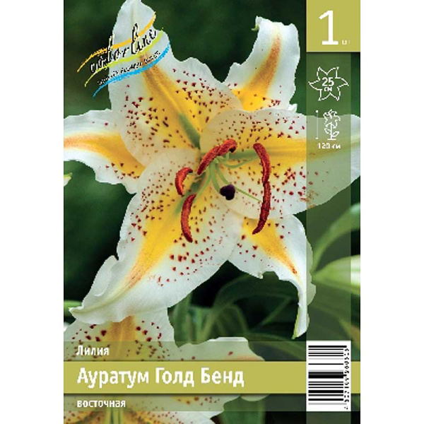 Лилия Аур. Голд Бенд 12/14 1 Эконом шт 