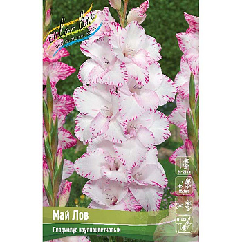 Гладиолус Май Лов 12/14 100 шт Шоу-бокс 7763