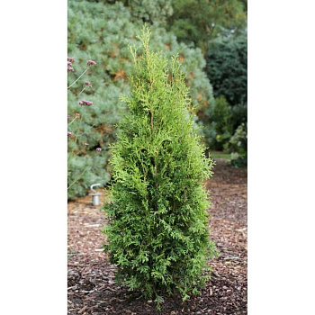 14514 Туя Западная Кинг Оф Брабант 100-125cm с комом ,шт