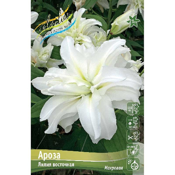 Лилия Ароза 16/18 3 шт 