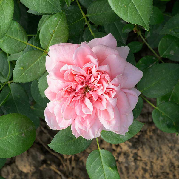 Роза Чайно-гибридная Шоне Майд Садовита