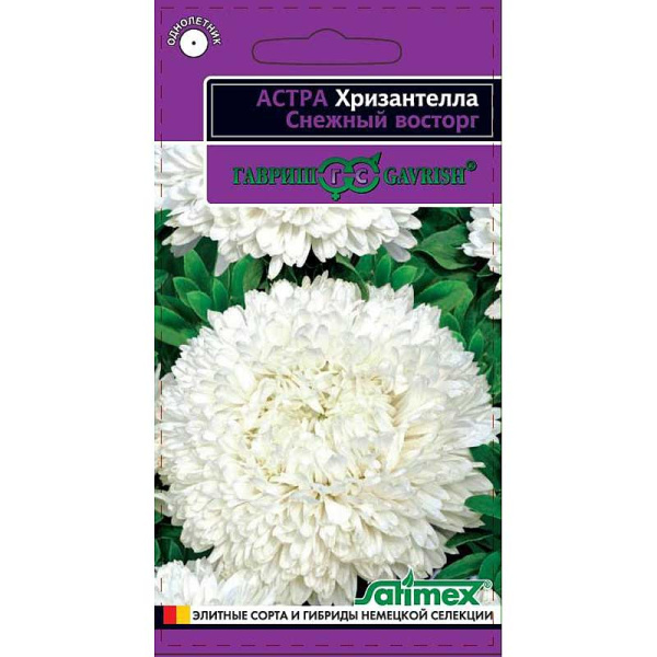 Астра Хризантелла Снежный восторг Гавриш Ц 