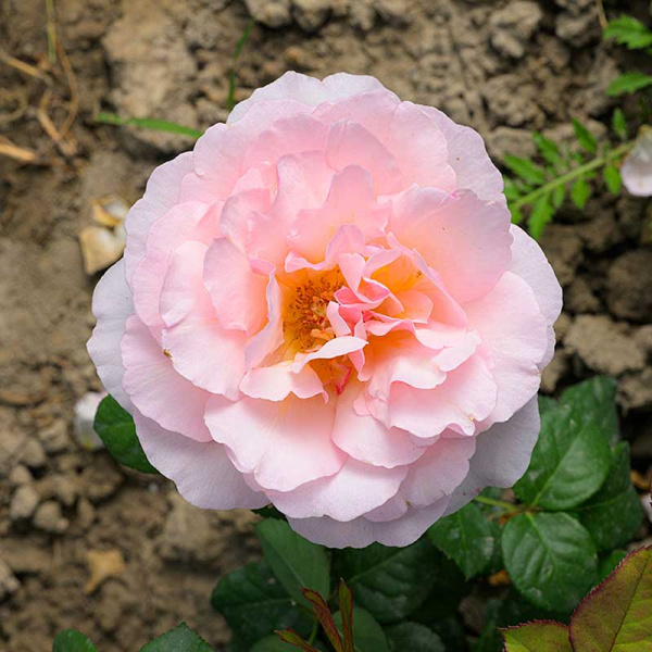 Роза Флорибунда Кремоза Садовита