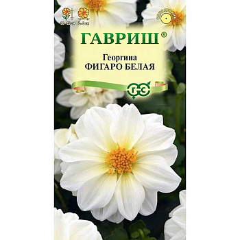 Георгин Фигаро белая Гавриш Цх10 