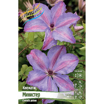 Клематис Министер I 2 шт