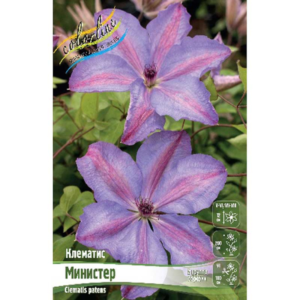 Клематис Министер I 2 шт