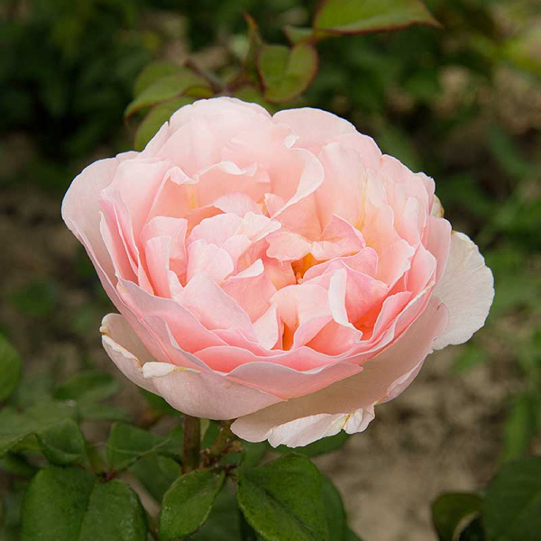 Роза чайно-гибридная Александрин Садовита