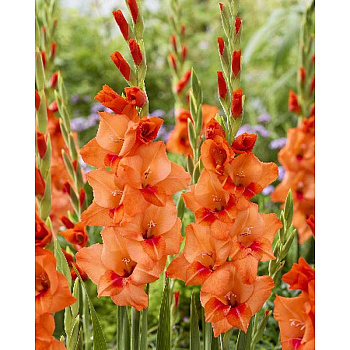 Гладиолус Дженни 8/10 10 шт