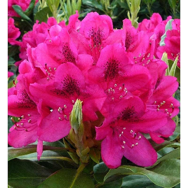 Рододендрон гибридный Нова Зембла P9