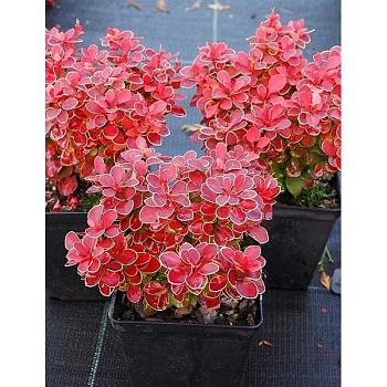 Барбарис Тунберга Рэд Хот Чили P9