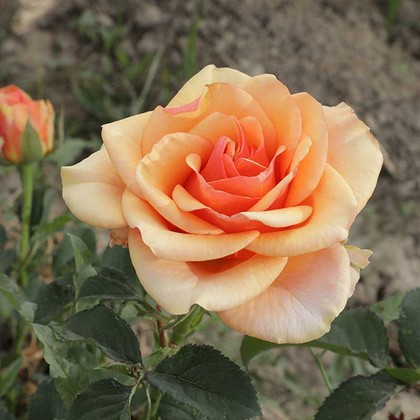 Роза чайно-гибридная Примадонна Садовита