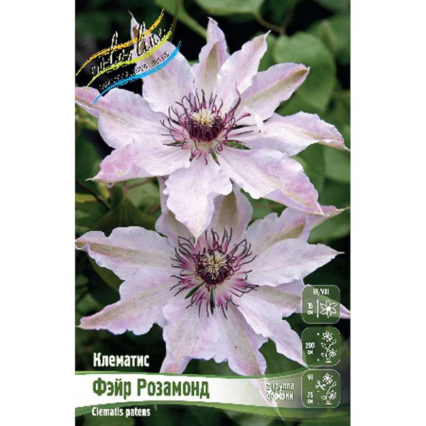 Клематис Фэйр Розамонд I 2 шт