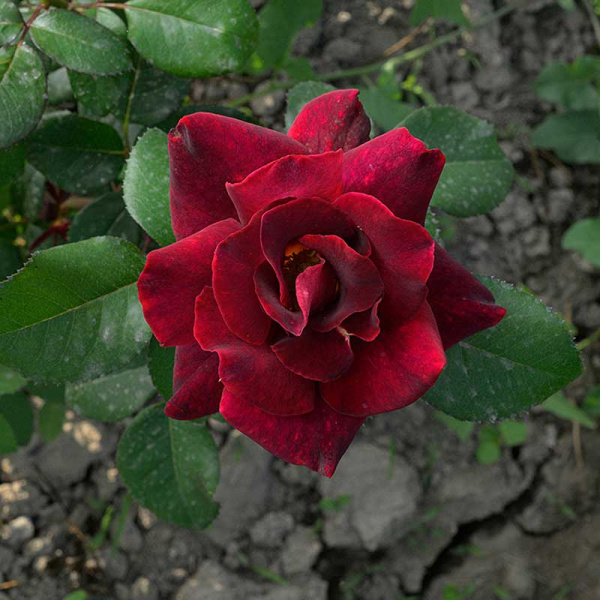 Роза чайно-гибридная Эдди Митчелл Садовита