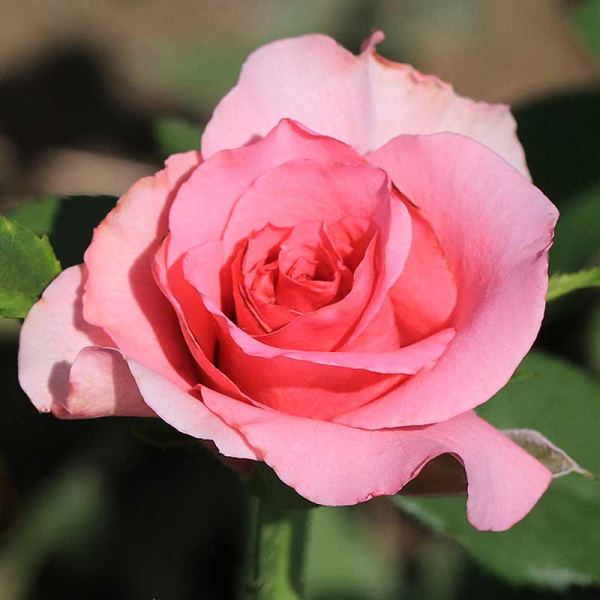 Роза флорибунда Европа Садовита