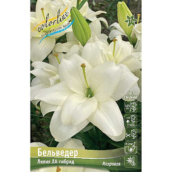 Лилия Бельведер 16/18 25 шт Биг-Пак 10427