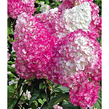 Гортензия Метельчатая Ванилле Фрайз C1.5