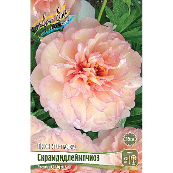 1848 Биг-Пак Пион Ито-Гибрид Скрамдидлеймпчиоз 3/5 n 5 шт 