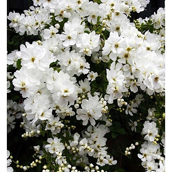 Экзохорда Крупноцветная Зе Брайд P9