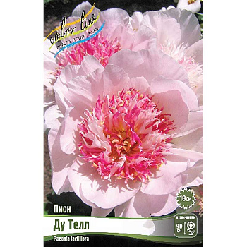 Пион Ду Телл 2/3 n 10 шт Биг-пак 7985