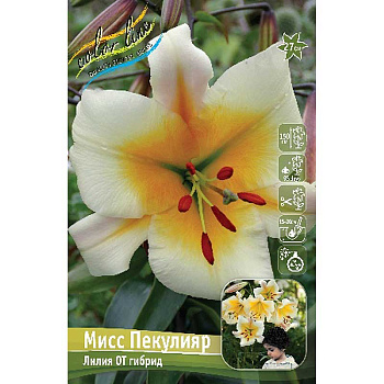 Лилия Мисс Пекулияр 12/14 25 шт Биг-пак 10517