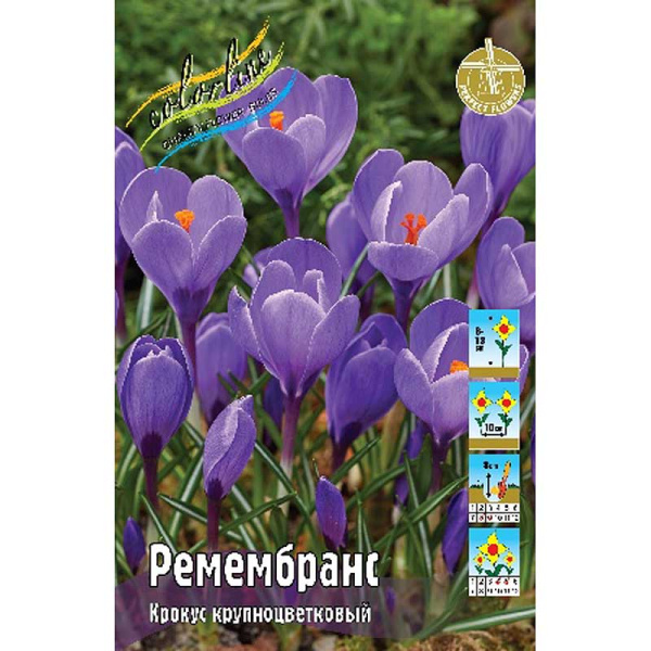1151 Шоу-бокс Крокус Ремембранс 7/8 200 шт
