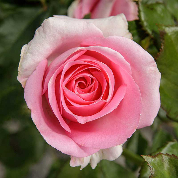 Роза чайно-гибридная Аква Садовита